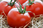 Infected tomatoes were brought to Ukraine from Turkey