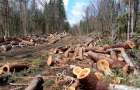 В Славянском районе мужчина вырубил лес на 250 тысяч гривень