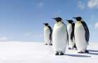 Ученые нашли останки гигантских пингвинов