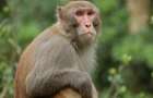 Трагедия в Индии: обезьяна украла и утопила ребенка 