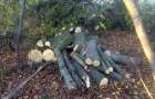 На Донетчине задержали лесорубов, которые уничтожили более полусотни деревьев
