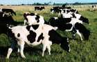 Животноводы Покровского района наращивают производство молока и мяса
