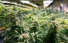 US company wants to grow cannabis in Ukraine