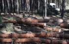 За незаконную вырубку деревьев в Святогорске парня могут посадить на 3 года