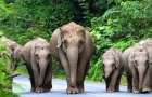 Таиланд отменил запрет на вывоз слонов за границу