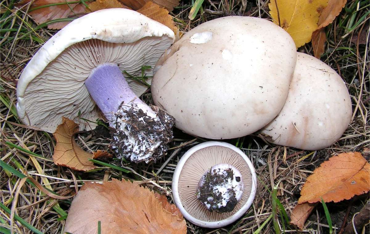 В Белозерском женщина отравилась грибами, собранными на шахте
