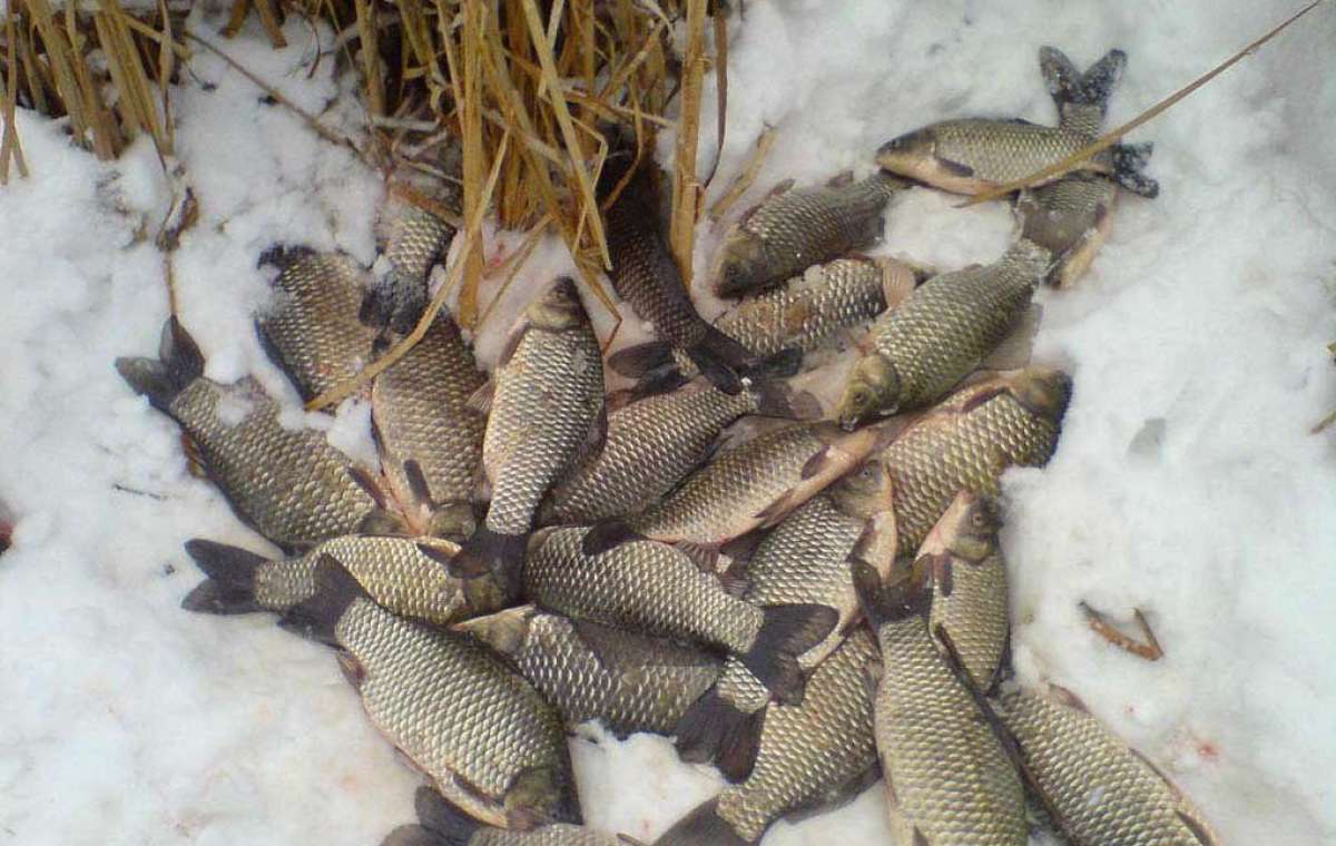 В Донецкой области вводится ограничение на ловлю рыбы в зимний период