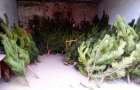 Перед Новым годом в Донбассе изъяли елок на 90 тысяч гривень