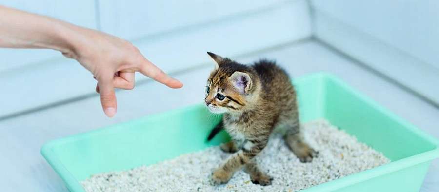 Сила запаха: Как обучающие спреи могут изменить поведение вашей кошки