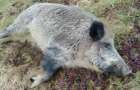 В Одесской области на берегу Дуная нашли трупы свиней с АЧС