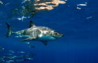 Ученые выяснили, где людей чаще атакуют акулы
