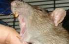 ЧП в Мариуполе: крыса искусала маленькую девочку