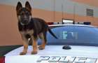 Служебные собаки охраняют правопорядок в Торецке