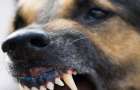 В Мариуполе собака изуродовала лицо семилетней девочки