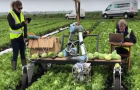 В Британии создали робота для сбора салата и свежих фруктов 