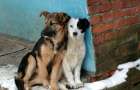Бездомным собакам Бахмута отказали в путешествии в Харьков