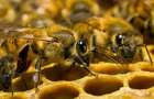 Почему вымирают пчелы на Земле