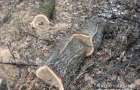 В Бахмутском районе задержали «черных лесорубов»