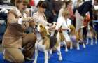 В Мариуполе пройдут всеукраинская и международная выставки собак