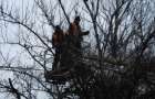 Опиловка деревьев превратила жилмассив Покровска в стихийную свалку