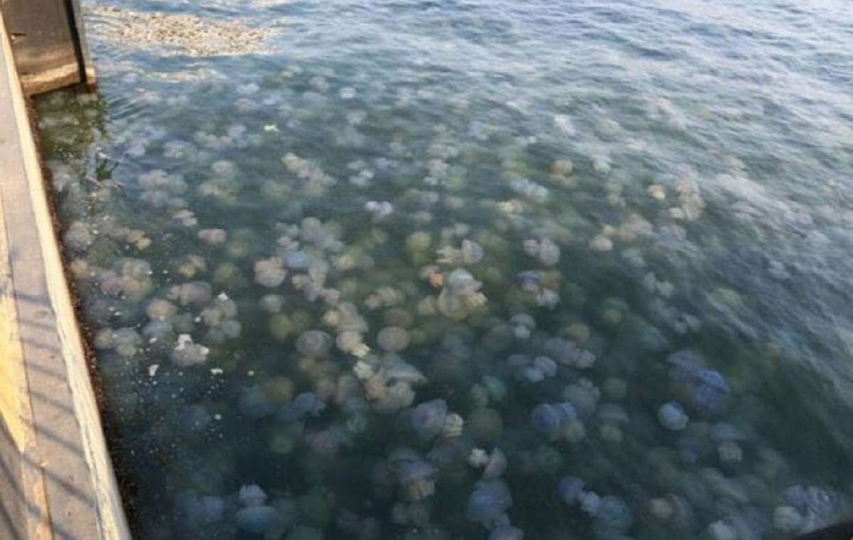На Азовском море будут бороться с медузами