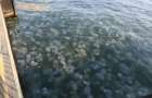 На Азовском море будут бороться с медузами