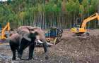 Сбежавший из цирка слон привел в ужас копателей янтаря