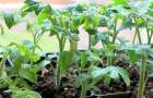 Житель Мариуполя бесплатно раздает овощную рассаду