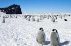 В Антарктиде погибли тысячи пингвинов 