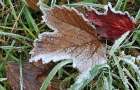Frosts are expected in the Donetsk region