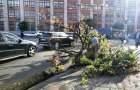 В Киеве сильный ветер повалил десятки деревьев