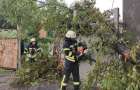 Упало дерево: В Константиновке пострадала женщина