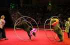 В Славянске могут запретить цирковые номера с животными 