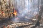 На Луганщине произошел масштабный лесной пожар