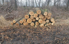 В Славянском районе снова зафиксирован факт незаконной вырубки леса