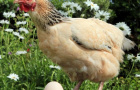 В Константиновском районе вместо «Восток-Агро» производством птицы и яиц занялась «Елизавета»