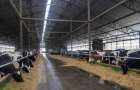 Из-под Бахмута эвакуировали сотни коров