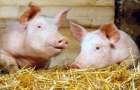 Ukraine increased imports of pork by five times
