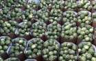 Нитраты зашкаливают: украинцев предостерегают от покупки арбузов на стихийных рынках