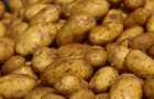 Export of Ukrainian potatoes has increased by 3.5 times