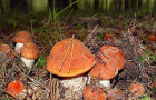 Пенсионер умер в лесу, собирая грибы