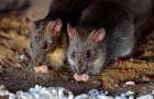 В области зафиксирован случай заболевания крысиной лихорадкой
