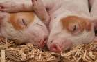 В Рубежном на свалке обнаружены трупы свиней, зараженных африканской чумой