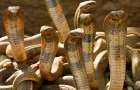 Гады ползучие: три сотни змей устремились на свободу