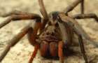 В Донецкой области от укуса ядовитого паука едва не погиб мужчина