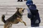 Homeless animals attack people in Druzhkovka