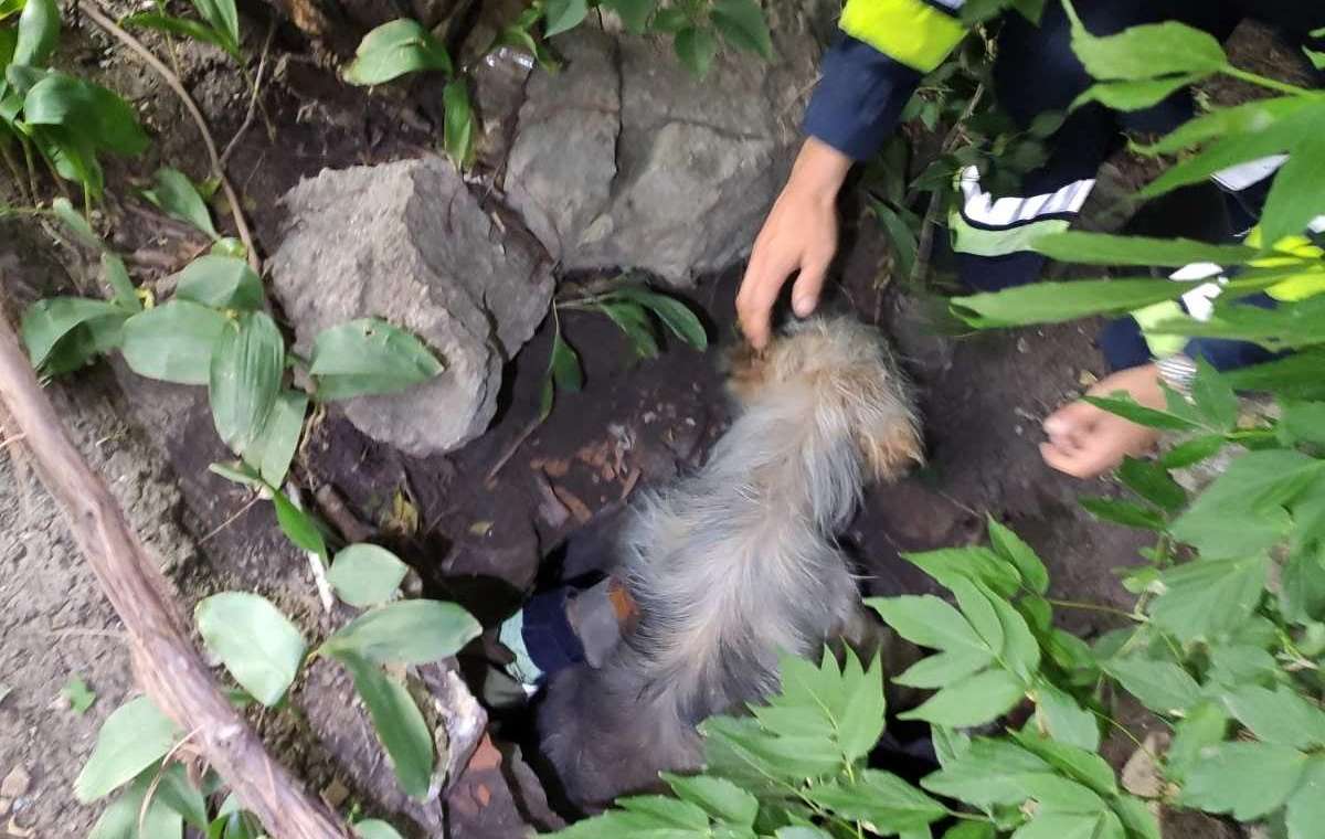 В Константиновке спасатели достали собаку из люка