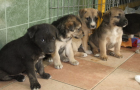  В Одессе запустили сайт о брошенных домашних животных