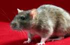 Угрожают ли крысы жителям многоэтажек в Константиновке 