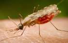 Вспышка малярии грозит Запорожью?!